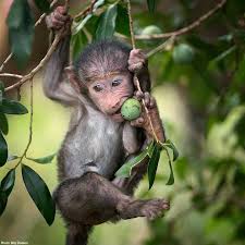 Therefore, we undertook an evaluation of several different subtypes of influenza a viruses in agms. Baby African Green Monkey The Green Monkey Is Found In West Africa From Senegal And The Gambia To The Volta River It Has Be Pet Monkey Baby Animals Baboon