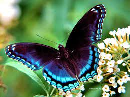 All butterflies look alike, but their wings can be very different. Look At The Pretty Butterfly Butterfly Blue Butterfly Science Nature