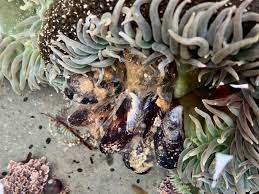 California Naturalist Amazing Anemones Eating Things Bay Nature