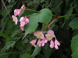 Image result for Begoniaceae