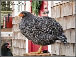 Chicken Coop Design Essentials Details Luxuries Chicken Coop Designs Chicken Coop Coop Design
