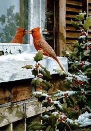 Bird Sitting On Window Sill Meaning Open Spaces And Cozy Places Beautiful Birds Red Birds Bird