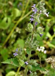 Image result for Xerophyta suaveolens