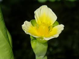 Image result for Limnocharitaceae