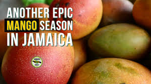 The Best Jamaican Mangoes: A Definitive Guide