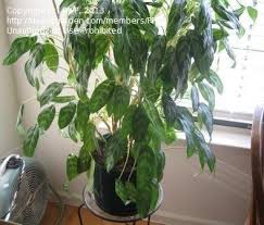 Maybe you would like to learn more about one of these? Plant Identification Closed Please Help Common Houseplant Identification 1 By Pppp