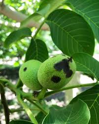 Image result for Walnut blight