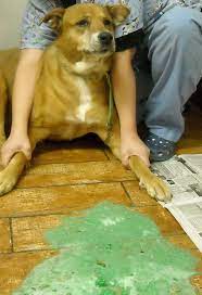 Check spelling or type a new query. My Dog S Vomit Is Green Online Shopping