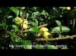 Squirrels can be a nuisance in the yard or garden by eating fruit, vegetables and birdseed and chewing tree bark. How To Keep Animals From Fruit Trees Squirrels Ants Raccoons Wild Animals Gardening Tips Youtube