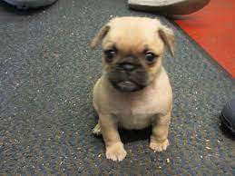 Teacup chihuahuas, find chihuahua puppies and dogs for sale dogs for sale in different colors 3/4 pug 1/4 chihuahua puppies all sold. Information Chihuahua Pug Mix Puppies For Sale Petsidi