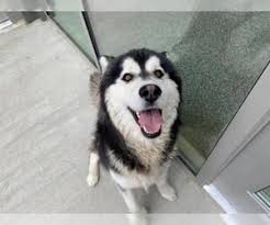 Alaskan malamute mixes tend to be large, powerful and energetic dogs that do best in sizable spaces allowing them to roam freely and burn off their energy. Puppyfinder Com Alaskan Malamute Puppies Puppies For Sale And Alaskan Malamute Dogs For Adoption Near Me In Colorado Usa Page 1 Displays 10