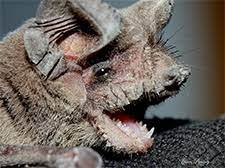 Bird or bat problem in your building? Bat Removal In Cary 919 896 4278 27511 Bat Removal Cary North Carolina We Are Bat Removal In Cary North Carolina