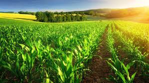 What is gmo stand for. What Are Gmos Genetic Literacy Project