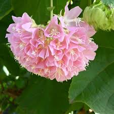 Image result for Dombeya