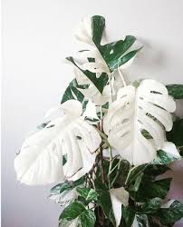Let S Talk Variegation Earlier This Week We Shared An Amazing Photo Of A Variegated Monstera Adansonii This Here Is A Mo Plants Variegated Plants Cool Plants