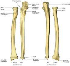 The radius and ulna are the bones of the forearm. Anatomy Of Ulna Bone 6 Best Images Of Ulna Blank Diagram Radius And Ulna Bone Diagram Anatomy Bones Anatomy Radius And Ulna