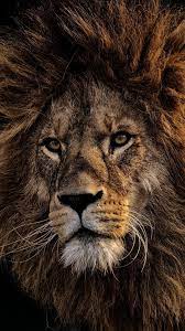 Mon Lion Hd Lion Wallpaper Lion Photography Lion Pictures
