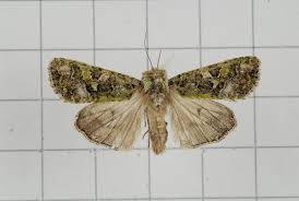 Image result for Crotalaria ionoptera