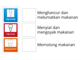 Oke sobat sampai disini dulu pembahasan kali ini mengenai struktur gigi dan fungsinya, semoga bisa membawa manfaat bagi sobat semua. Anggota Gigi Sumber Pengajaran