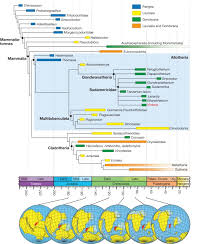 Image result for Paratheria