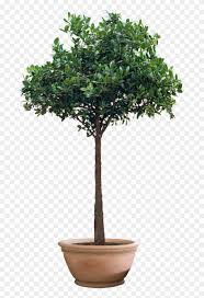 Each image is 640x640 pixels. Free Icons Png Transparent Background Pot Plant Png Png Download 720x1200 135573 Pngfind