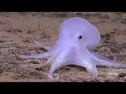 Fake Or Real Ghost Octopus Discovered Casper Animals Cute Octopus Octopus Species
