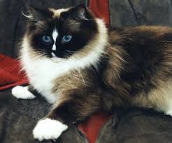 Black And White Ragdoll Cat Ragdoll Cat Colors And Patterns Types Of Ragdoll Cats Fur Ragdoll Cat Gorgeous Cats Cat Love