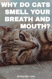 Why Do Cats Smell Your Breath And Mouth In 2021 Cats Smelling Cat Behavior Cats