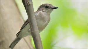 Tidak sedikit pembeli yang merasa bingung membedakan burung anis kembang jantan dan betina ketika mereka beli secara sepasang. Ngeri Suara Burung Flamboyan Di Alam Liar Alcippe Pyrrhoptera Youtube