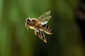 Bumble bees are fuzzy and usually build their nests under or close the ground. Some Ways To Get Rid Of Bees Creative Blogging World