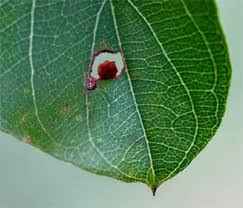 Image result for Combretum apiculatum