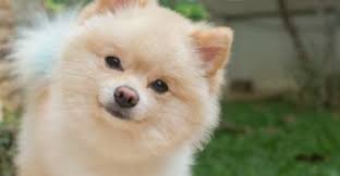Top 5 Most Dangerous Human Foods For Dogs Page 5 Of 5 Pet Lovers In 2020 Cute Dogs Breeds Your Dog Human Food For Dogs