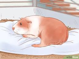 How To Neuter Your Guinea Pig With Pictures Wikihow