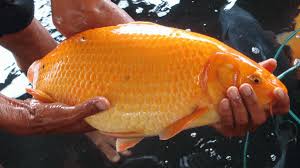 Ikan duri masak asam pedas bendi. Anda Harus Waspada Inilah 4 Ikan Dengan Duri Paling Banyak