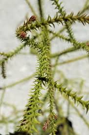 Image result for Dacrydium cupressinum