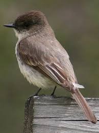 Big Black Birds In Missouri Birds Of St Charles County Mo Eastern Phoebe Cute Birds Bird Pictures Backyard Birds