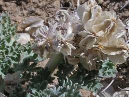 Image result for Eriosema scioanum