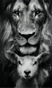 Black And White Lion Wallpaper Iphone 22 Super Ideas Wallpaper Preto E Branco Leao Wallpaper Lion And Lamb Jesus Wallpaper Lamb Tattoo