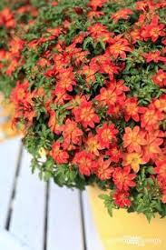 Hardy and tough, you can plant it in rocky areas throughout arizona. Heat Tolerant Plants That Love The Sun Garden Therapy Heat Tolerant Plants Full Sun Container Plants Heat Tolerant Flowers