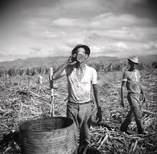 Daily Life In Puerto Rico, C. 1938-1942, By Jack Delano, Fsa, A Worker On A  Sugar Plantation Takes A by Celestial Images