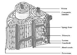 A bone is a rigid tissue that constitutes part of the vertebrate skeleton in animals. Cross Section Of Human Bone Morphology 19 Download Scientific Diagram