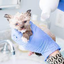 Immediate veterinary advice is essential and a tropical cream treatment is often prescribed. How To Help Kittens With Ringworm Kitten Lady
