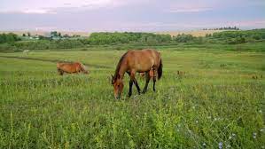 What Do Horses Eat Learn What Do Horses Eat At Horse Games Org