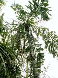 Image result for Aiphanes horrida