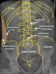 Choose from 500 different sets of flashcards about abdominal organs anatomy on quizlet. Doctoon X Ray Abdominal Anatomy Facebook
