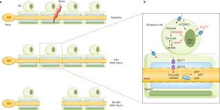 Schwann cells are neural crest derivatives that ensheathe and myelinate axons of peripheral nerves. Schwann Cell Energy To Die For Nature Neuroscience