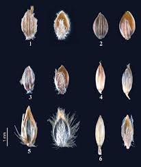 Image result for Digitaria ternata