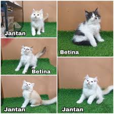 Lihat pada bagian di bawah ekor. Kucing Anggora Harga Terbaik Hobi Koleksi Agustus 2021 Shopee Indonesia