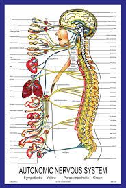 Autonomic Nervous System Poster Parker University Bookstore