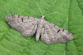 Image result for Eupithecia lanceata